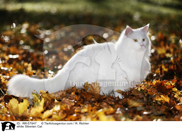weie Sibirische Katze / white Siberian Cat / RR-57947
