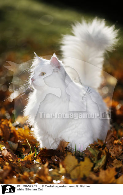 weie Sibirische Katze / white Siberian Cat / RR-57952