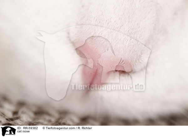 Katzennase / cat nose / RR-59362