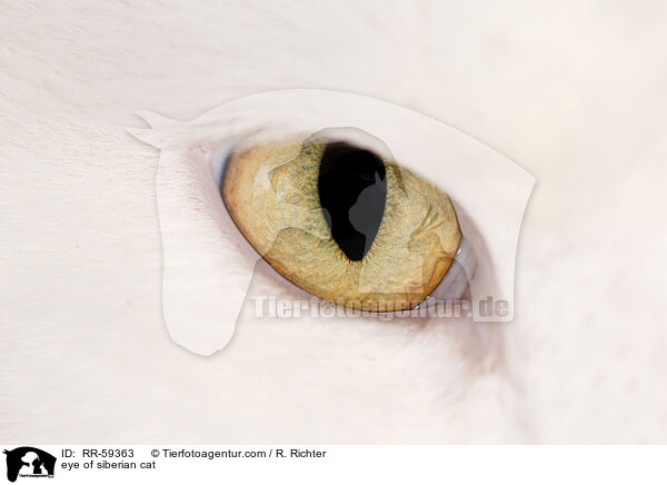 Auge einer Sibirischen Katze / eye of siberian cat / RR-59363