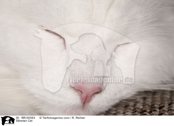 Sibirische Katze / Siberian Cat / RR-59364