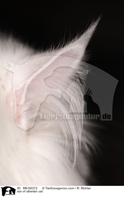 Ohr einer Sibirischen katze / ear of siberian cat / RR-59372