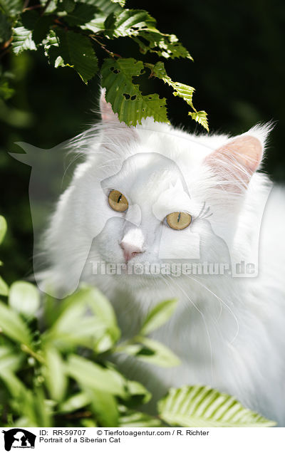 Portrait einer Sibirischen Katze / Portrait of a Siberian Cat / RR-59707