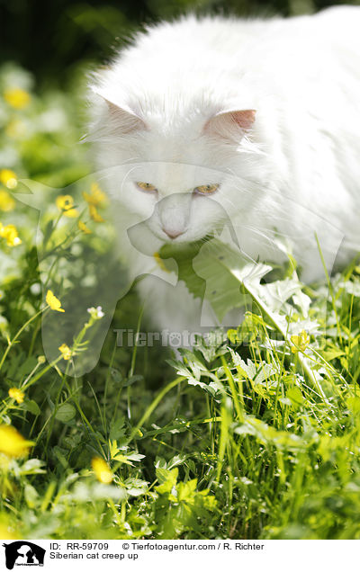Sibirische Katze pirscht sich an / Siberian cat creep up / RR-59709