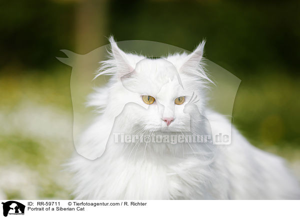 Portrait einer Sibirischen Katze / Portrait of a Siberian Cat / RR-59711