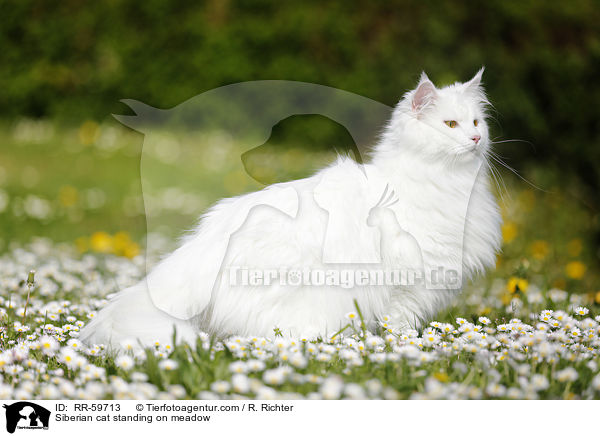 Sibirische Katze steht auf einer Wiese / Siberian cat standing on meadow / RR-59713