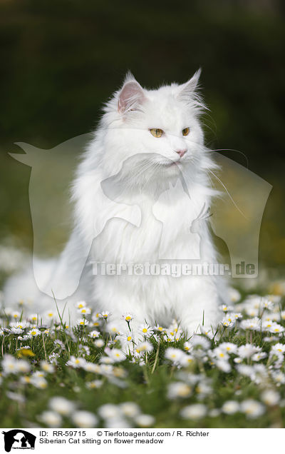 Sibirische Katze sitzt in Blumenwiese / Siberian Cat sitting on flower meadow / RR-59715