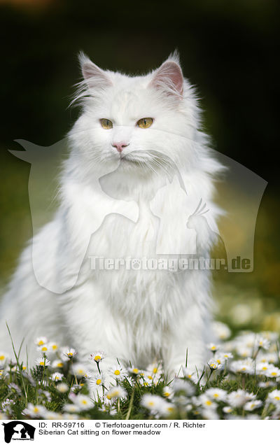 Siberian Cat sitting on flower meadow / RR-59716