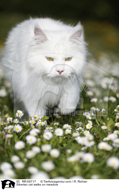 Sibirische Katze luft auf Wiese / Siberian cat walks on meadow / RR-59717