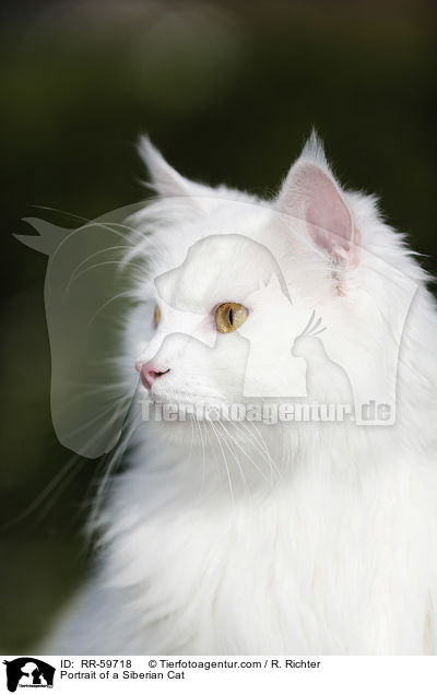 Portrait einer Sibirischen Katze / Portrait of a Siberian Cat / RR-59718