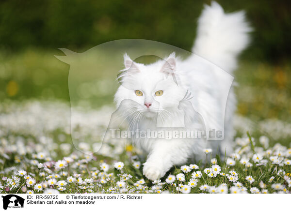 Siberian cat walks on meadow / RR-59720