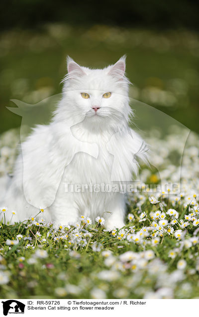 Sibirische Katze sitzt in Blumenwiese / Siberian Cat sitting on flower meadow / RR-59726