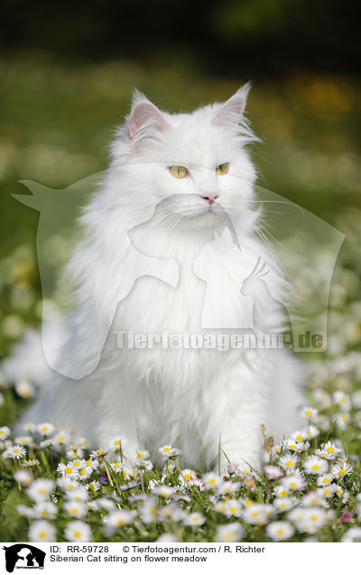 Siberian Cat sitting on flower meadow / RR-59728