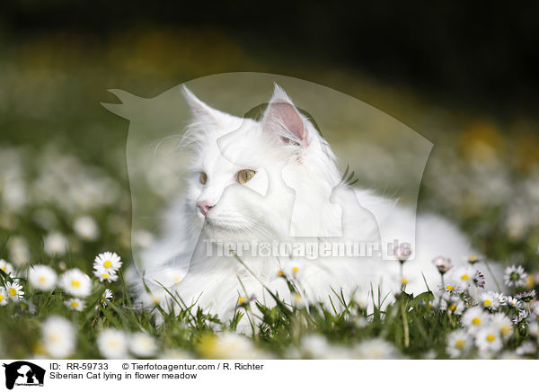 Siberian Cat lying in flower meadow / RR-59733