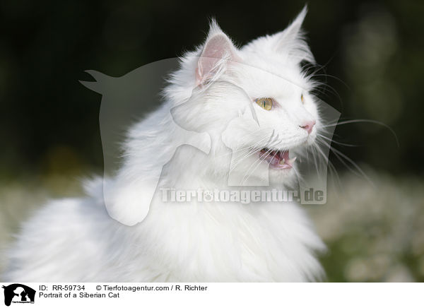 Portrait einer Sibirischen Katze / Portrait of a Siberian Cat / RR-59734