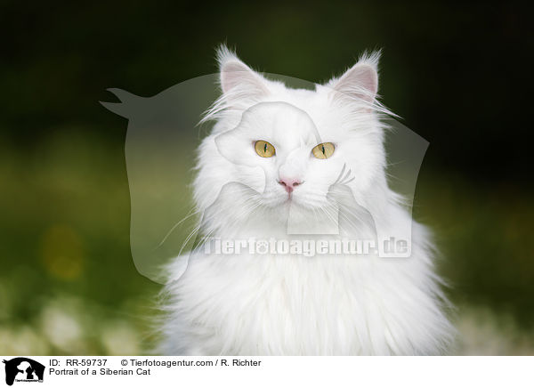 Portrait of a Siberian Cat / RR-59737