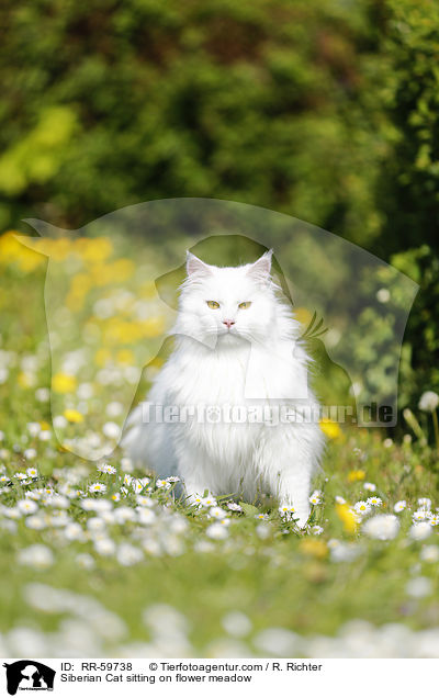 Siberian Cat sitting on flower meadow / RR-59738