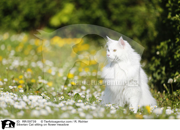 Sibirische Katze sitzt in Blumenwiese / Siberian Cat sitting on flower meadow / RR-59739