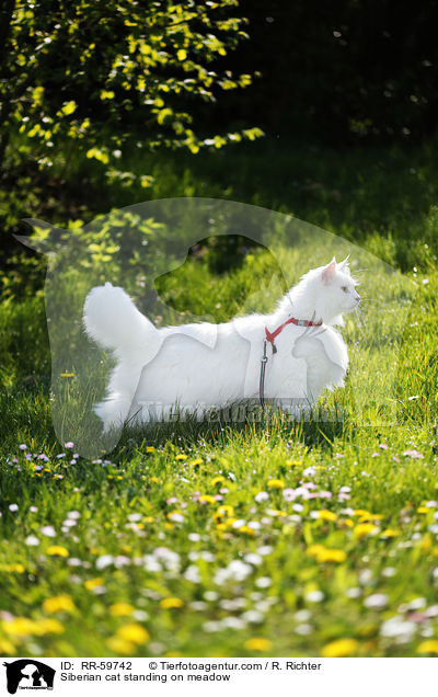 Sibirische Katze steht auf einer Wiese / Siberian cat standing on meadow / RR-59742