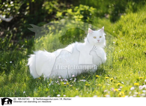 Sibirische Katze steht auf einer Wiese / Siberian cat standing on meadow / RR-59743