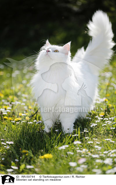 Sibirische Katze steht auf einer Wiese / Siberian cat standing on meadow / RR-59744