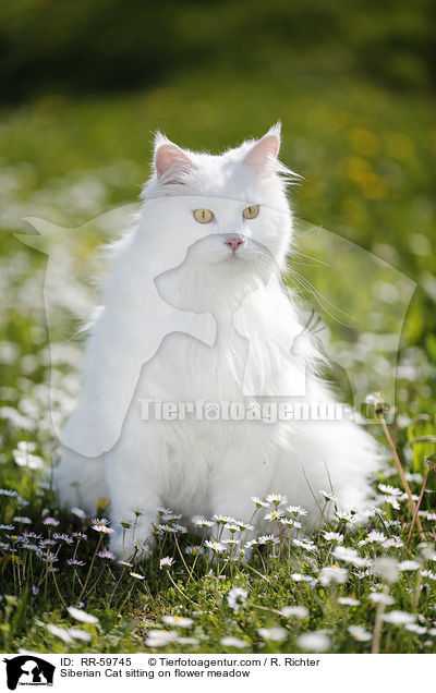 Sibirische Katze sitzt in Blumenwiese / Siberian Cat sitting on flower meadow / RR-59745