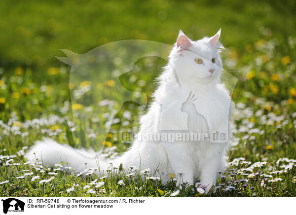 Sibirische Katze sitzt in Blumenwiese / Siberian Cat sitting on flower meadow / RR-59748