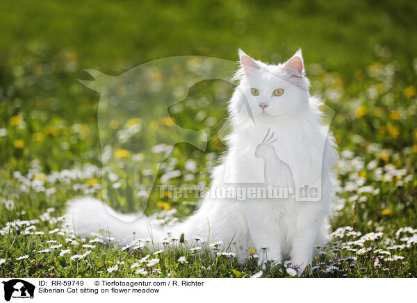 Sibirische Katze sitzt in Blumenwiese / Siberian Cat sitting on flower meadow / RR-59749