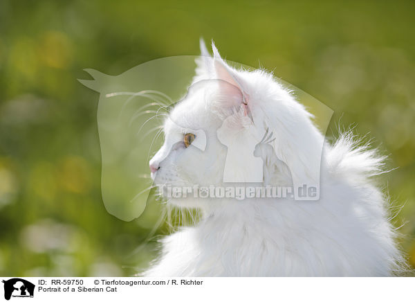 Portrait einer Sibirischen Katze / Portrait of a Siberian Cat / RR-59750