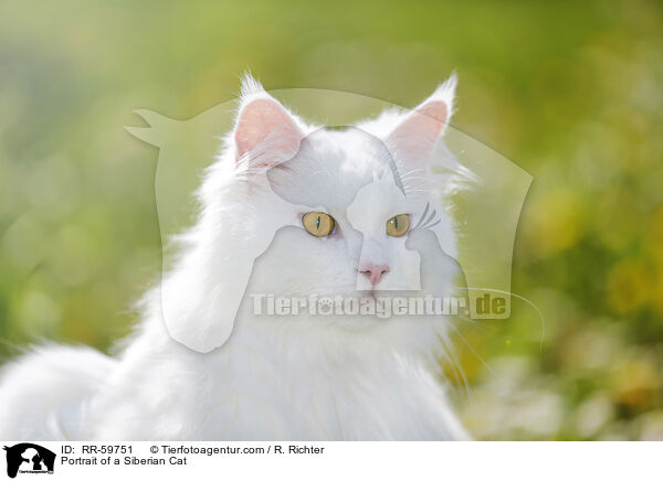 Portrait einer Sibirischen Katze / Portrait of a Siberian Cat / RR-59751