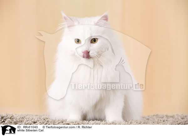 weie Sibirische Katze / white Siberian Cat / RR-61040