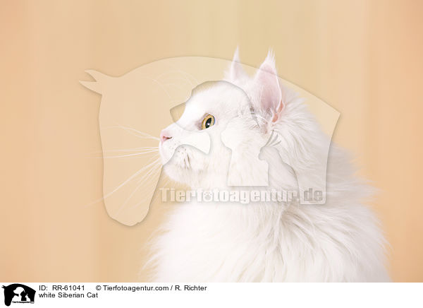 weie Sibirische Katze / white Siberian Cat / RR-61041
