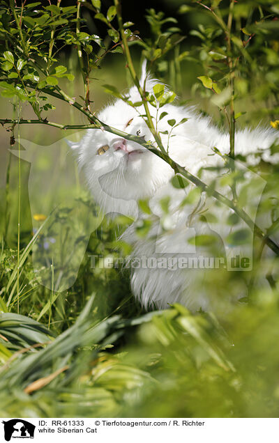 weie Sibirische Katze / white Siberian Cat / RR-61333