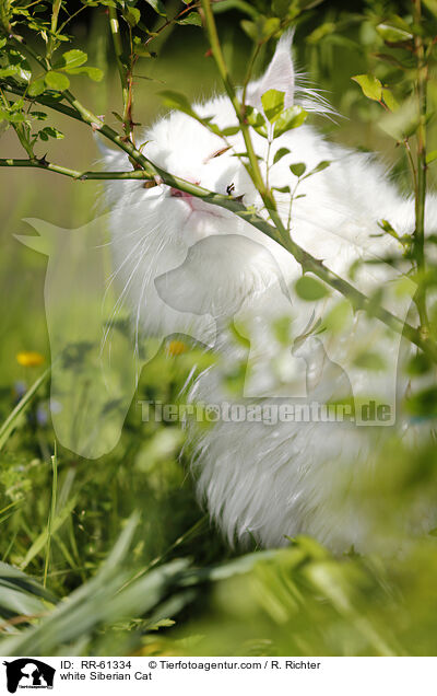 white Siberian Cat / RR-61334