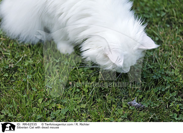 Sibirische Katze mit toter Maus / Siberian Cat with dead mouse / RR-62535