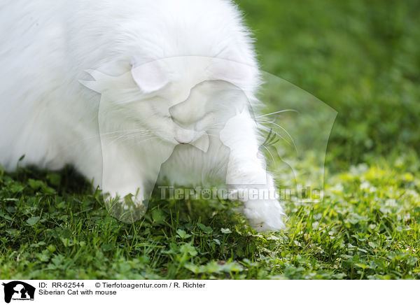 Sibirische Katze mit Maus / Siberian Cat with mouse / RR-62544
