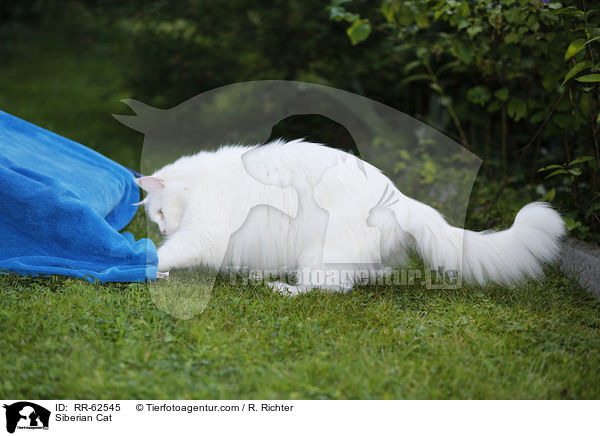 Sibirische Katze / Siberian Cat / RR-62545