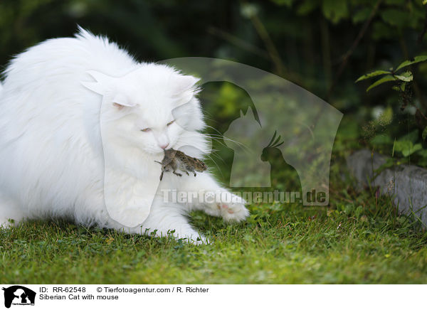 Sibirische Katze mit Maus / Siberian Cat with mouse / RR-62548