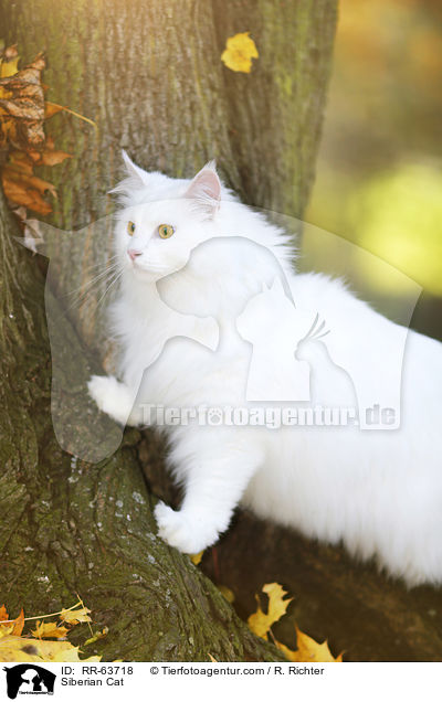 Sibirische Katze / Siberian Cat / RR-63718