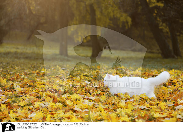 laufende Sibirische Katze / walking Siberian Cat / RR-63722