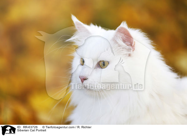 Siberian Cat Portrait / RR-63726