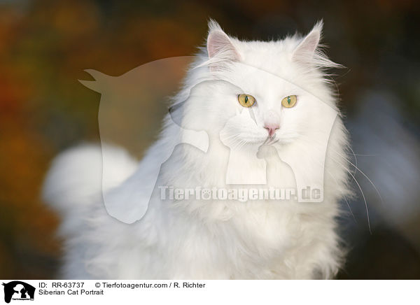 Sibirische Katze Portrait / Siberian Cat Portrait / RR-63737