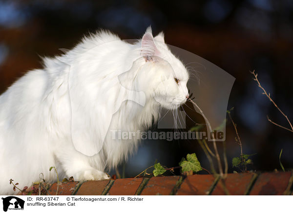 schnuppernde Sibirische Katze / snuffling Siberian Cat / RR-63747