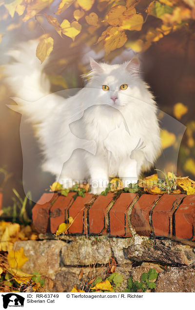 Sibirische Katze / Siberian Cat / RR-63749