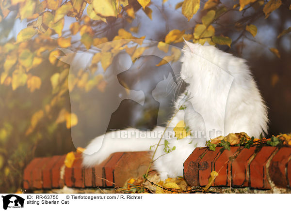 sitting Siberian Cat / RR-63750