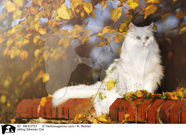 sitzende Sibirische Katze / sitting Siberian Cat / RR-63751