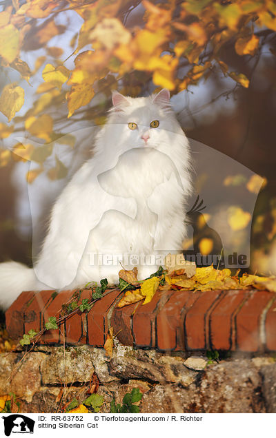sitting Siberian Cat / RR-63752