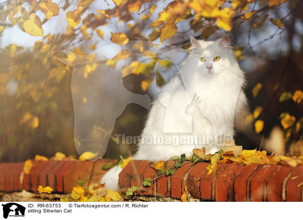 sitting Siberian Cat / RR-63753