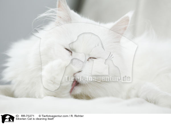 Siberian Cat is cleaning itself / RR-70271