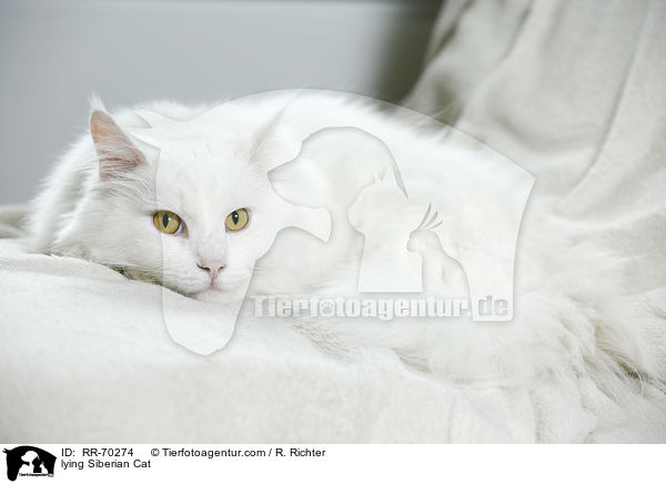 liegende Sibirische Katze / lying Siberian Cat / RR-70274